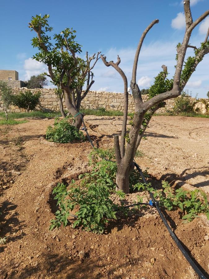 Four Winds Farmhouse Villa Birżebbuġa Exteriör bild